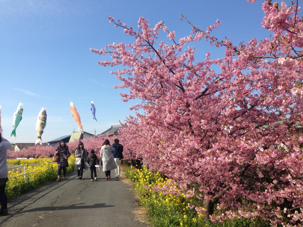 免々田川油菜花和樱花节