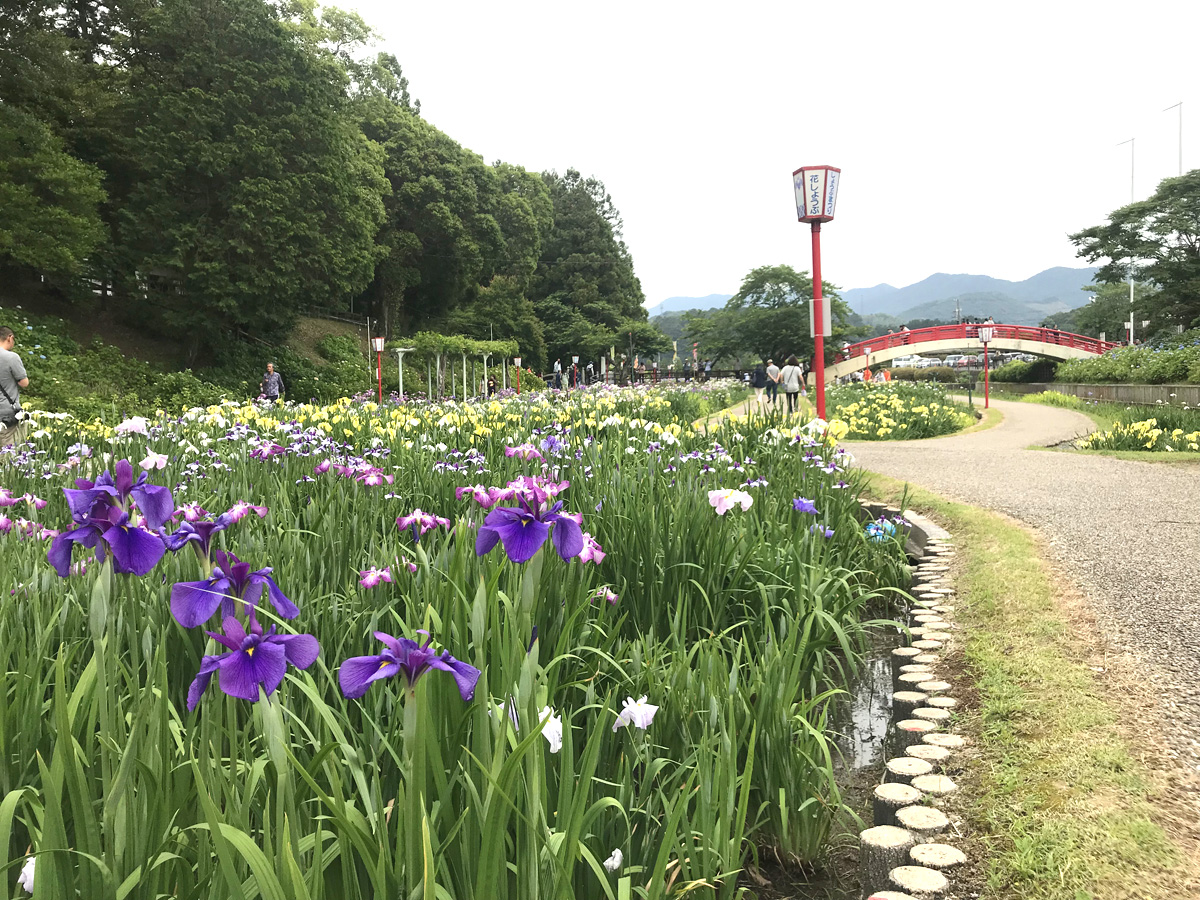 贺茂菖蒲园　花菖蒲节