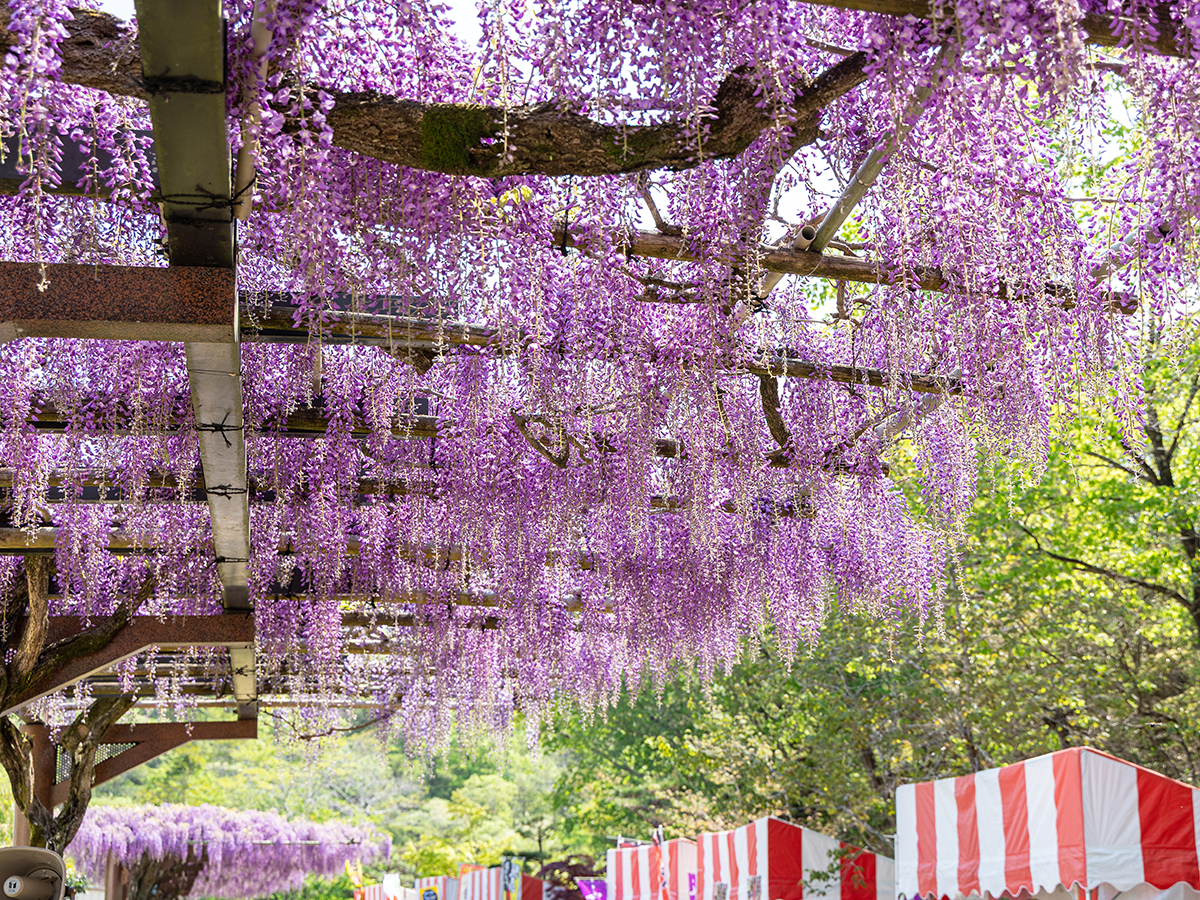 藤花節