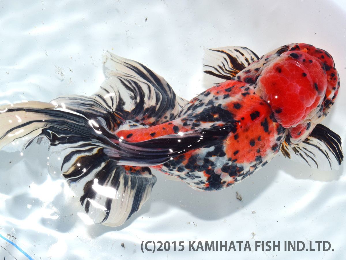 Best Goldfish of Japan Tournament