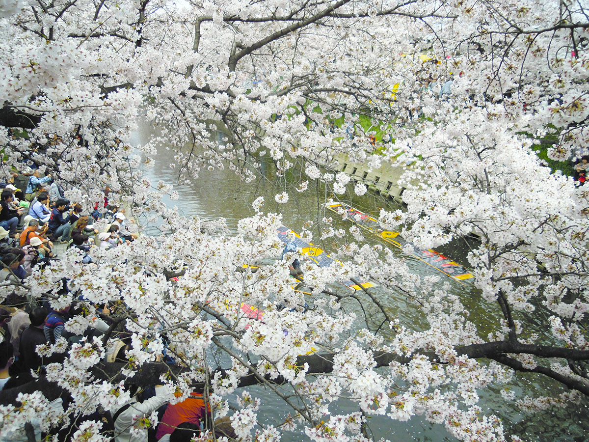 Iwakura Cherry Blossom Festival