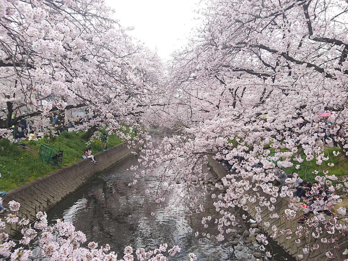 Iwakura Cherry Blossom Festival