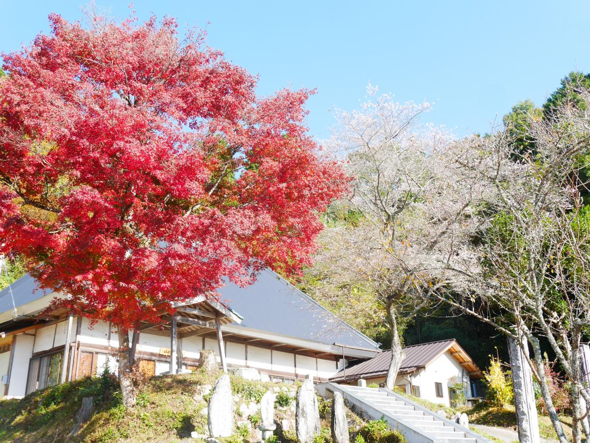 Obara Shikizakura Four-Season Cherry Blossom Festival