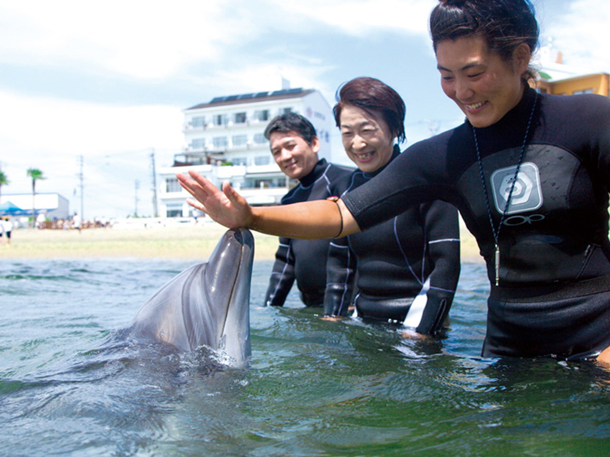 日间贺岛海豚海滩2023