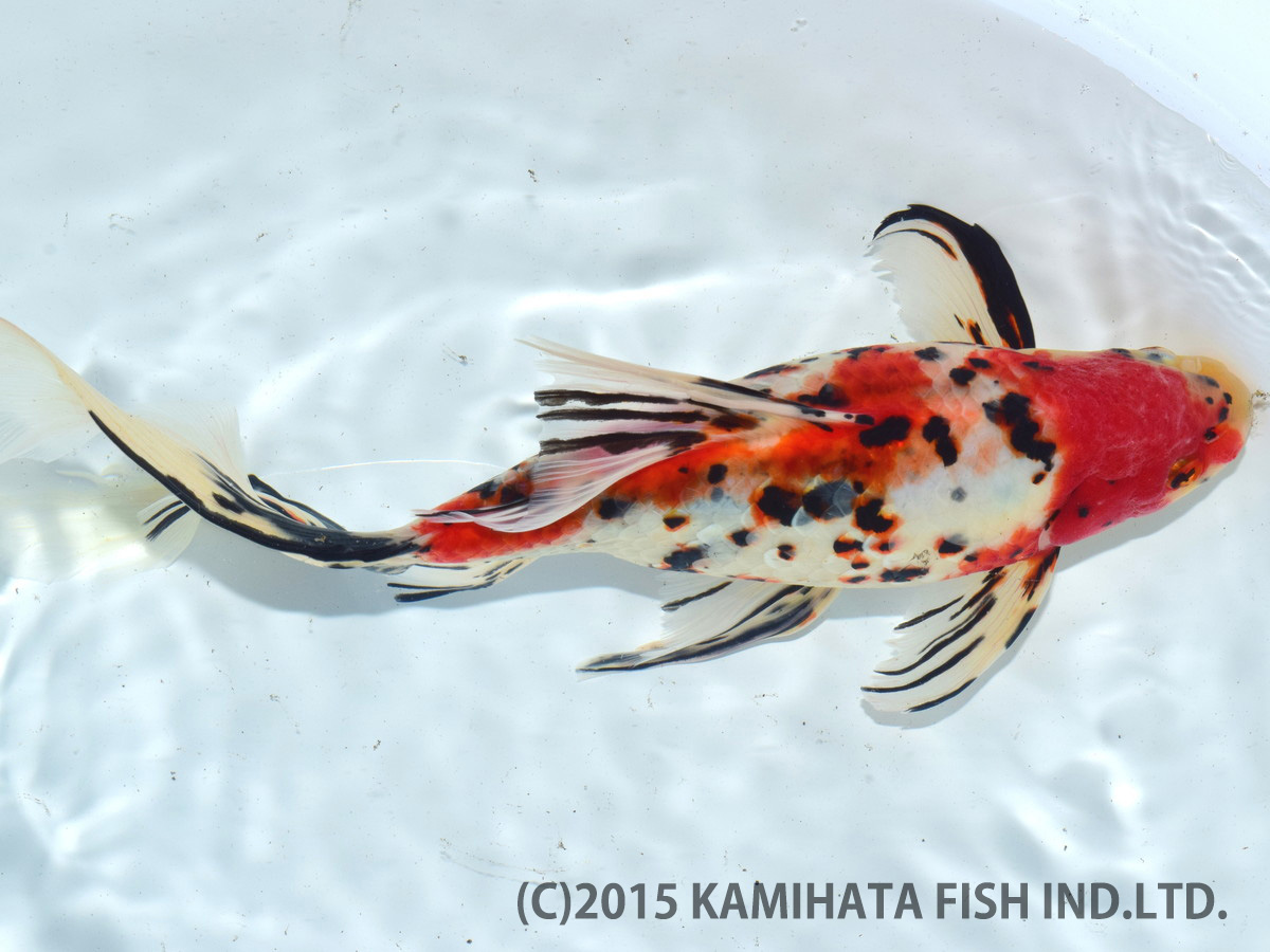 Best Goldfish of Japan Tournament