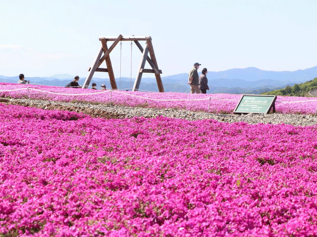 Mt. Chausu Highland Creeping Phlox Festival