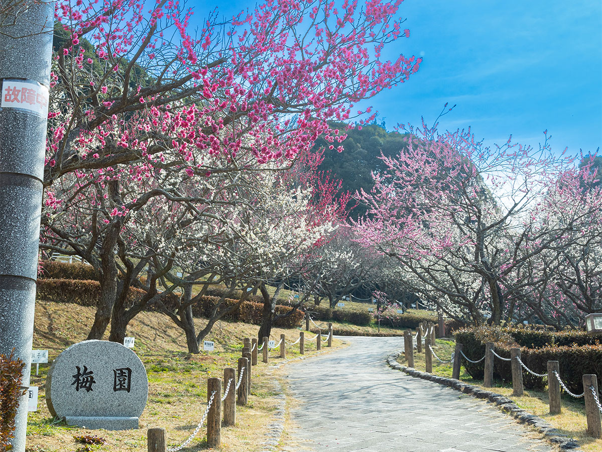 赤塚山公園梅花節