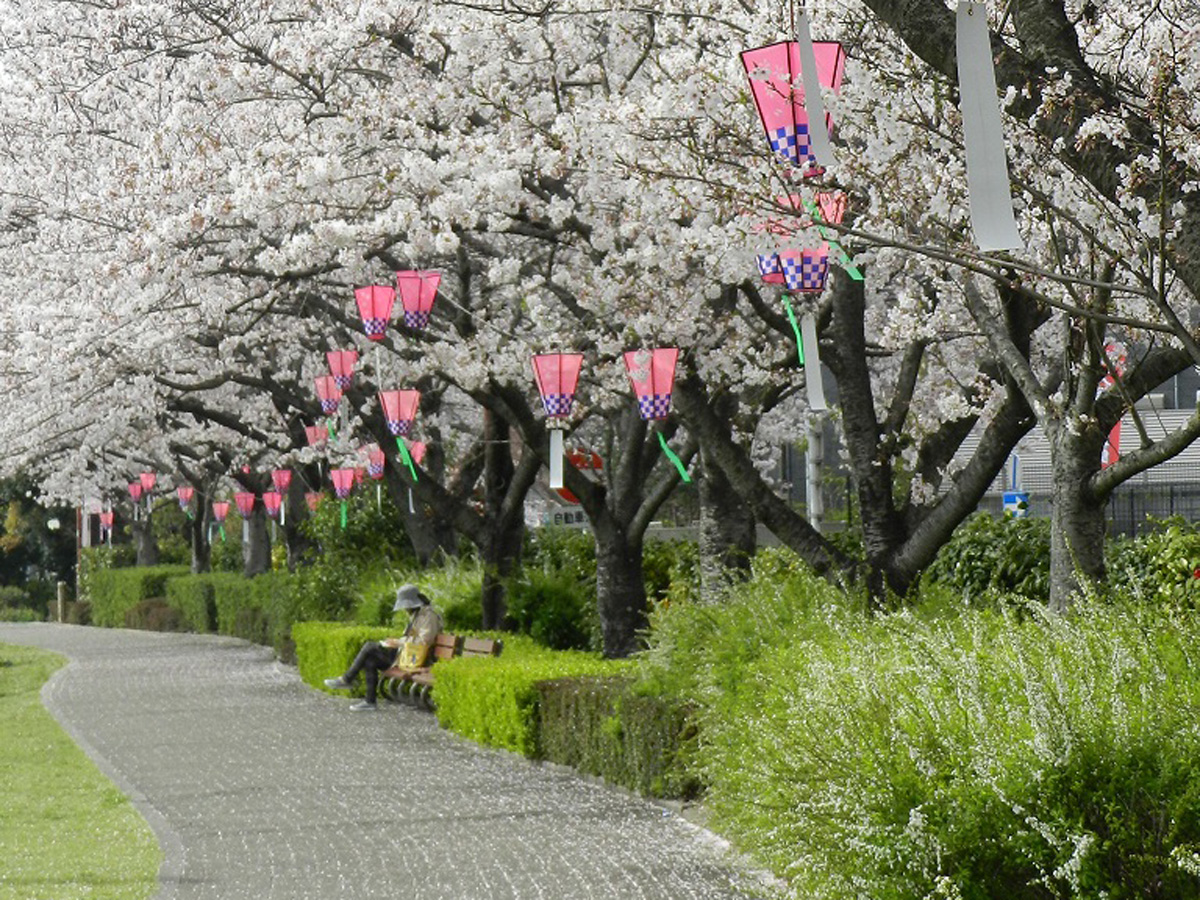 大府的樱花节 石濑川堤防　