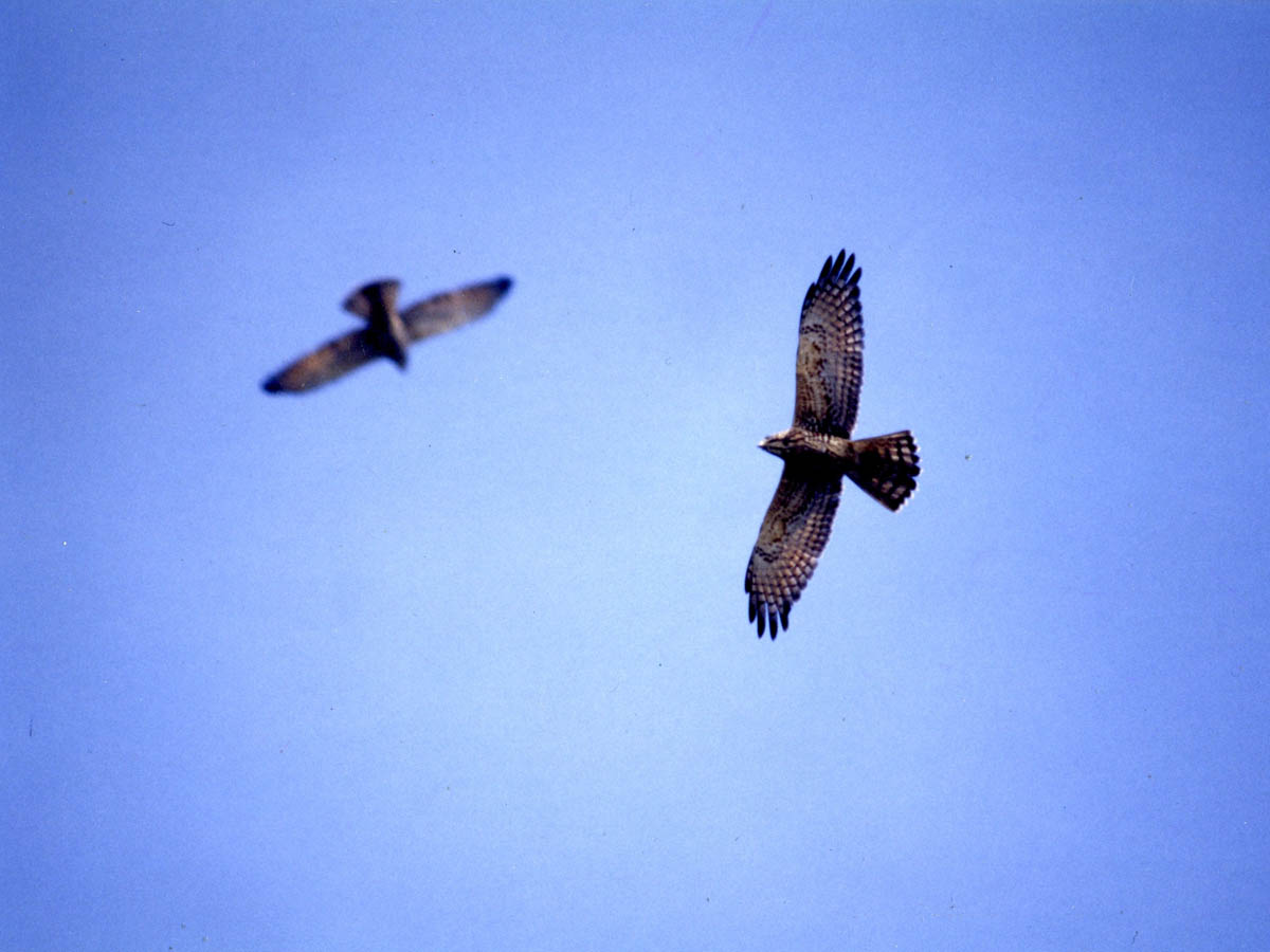 Buzzard migration