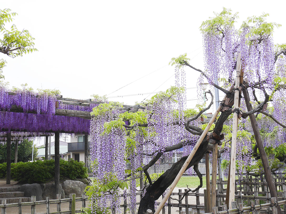 尾张津岛 藤花节(天王川公园)