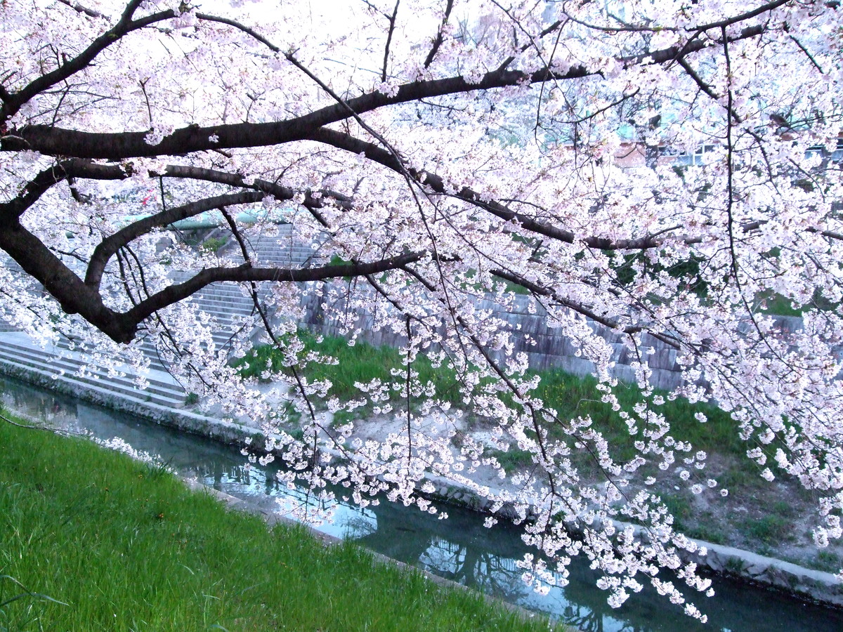 Yamazaki River Cherry Blossoms