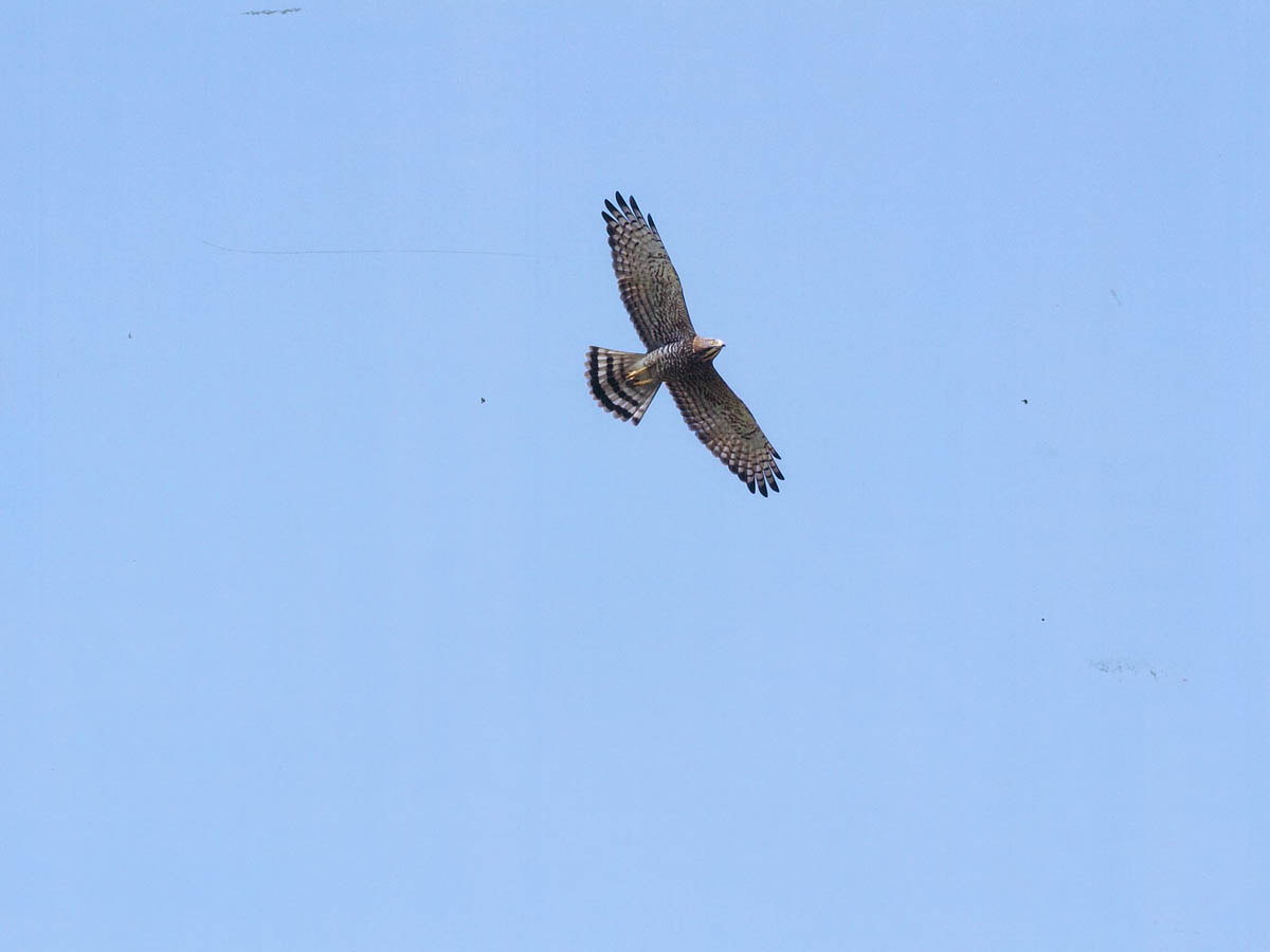 Buzzard migration