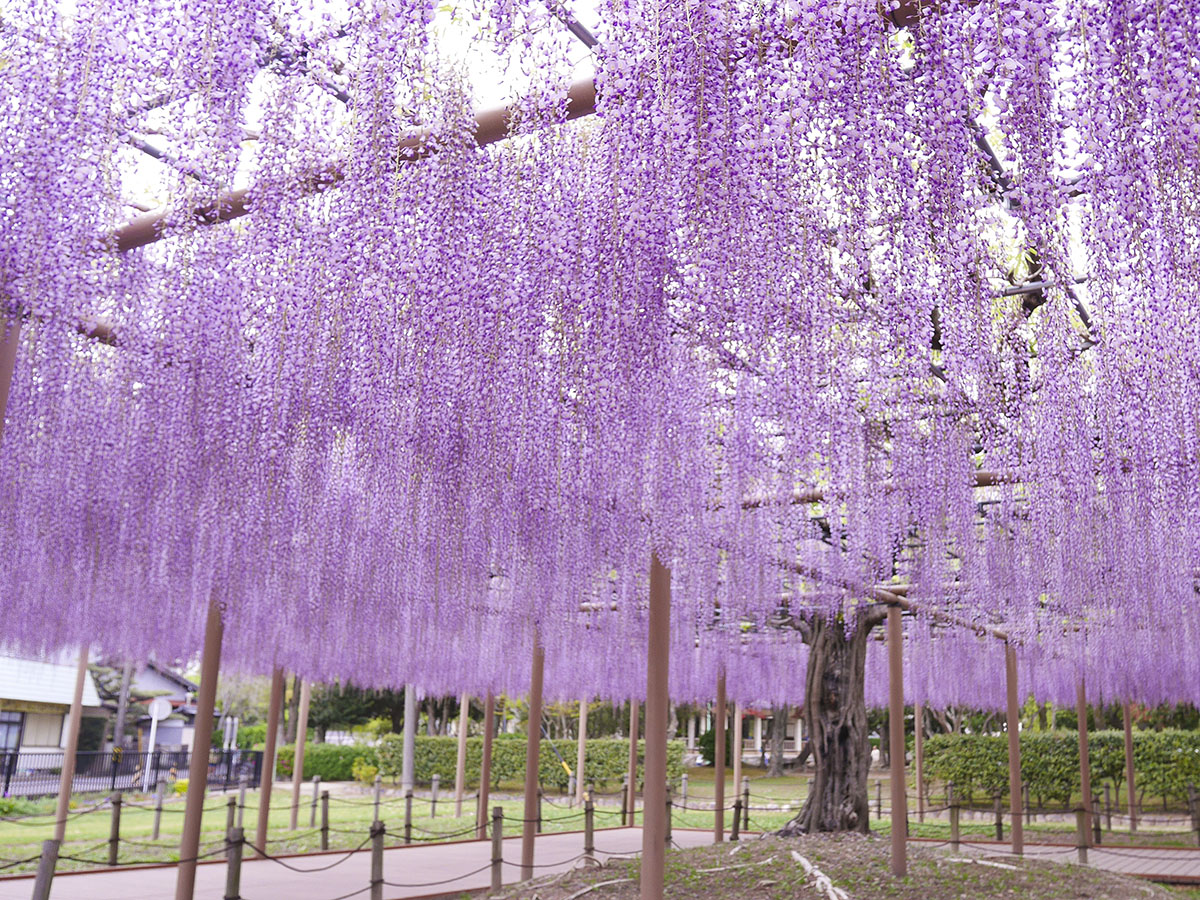 尾张津岛 藤花节(天王川公园)