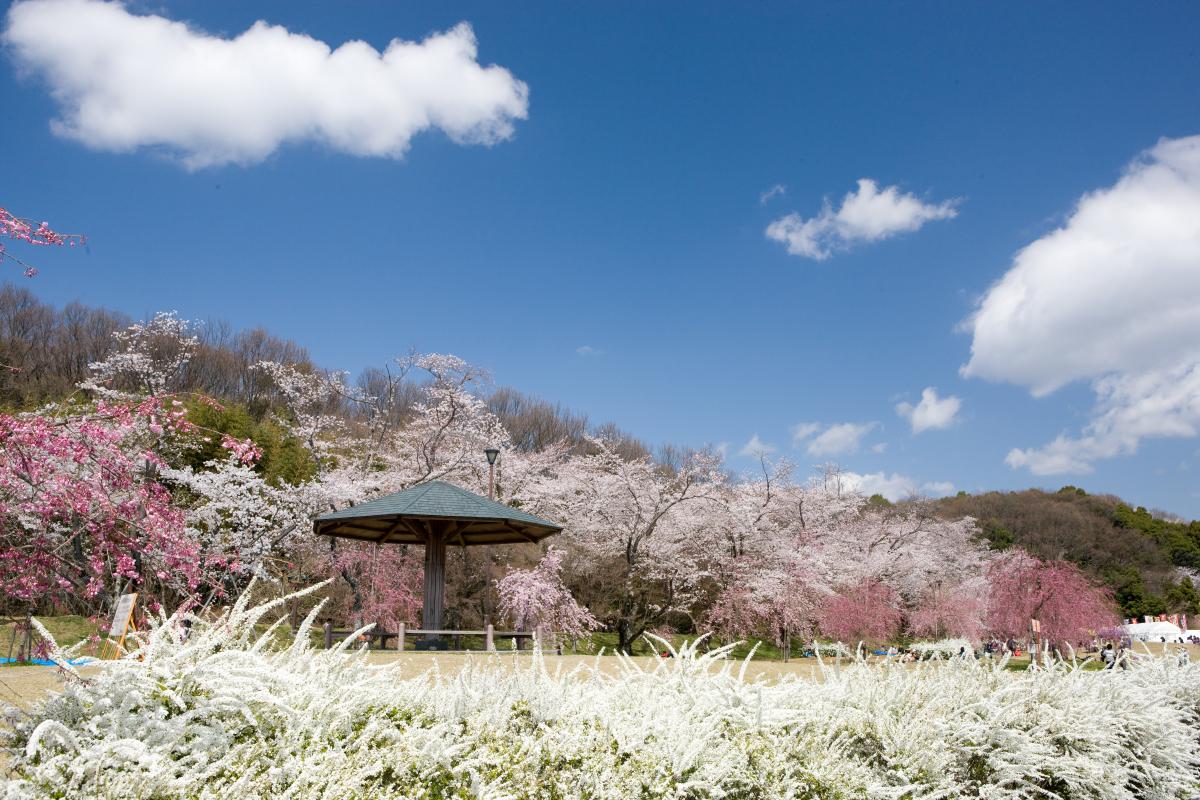Suigen Park Cherry Blossom Festival