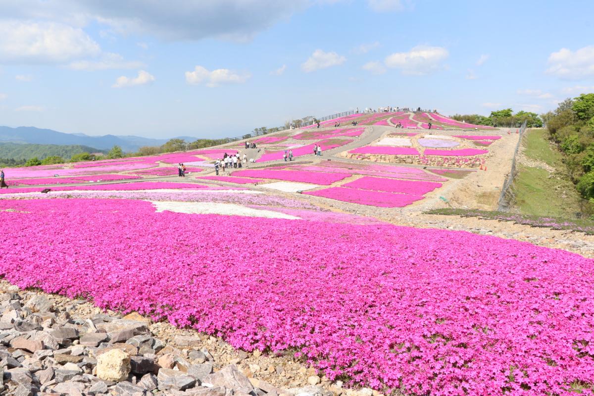 Mt. Chausu Highland Creeping Phlox Festival