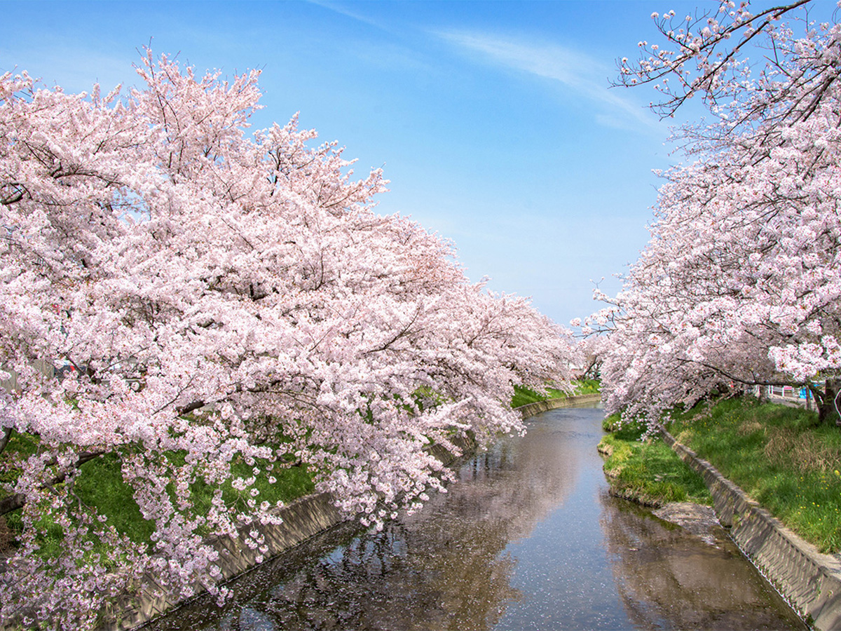 Iwakura Cherry Blossom Festival
