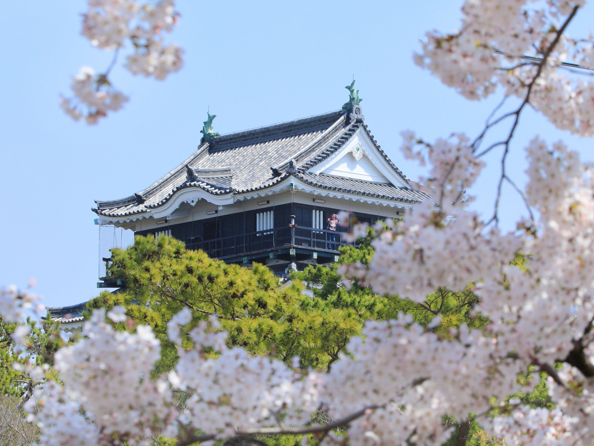 Okazaki Cherry Blossom Festival