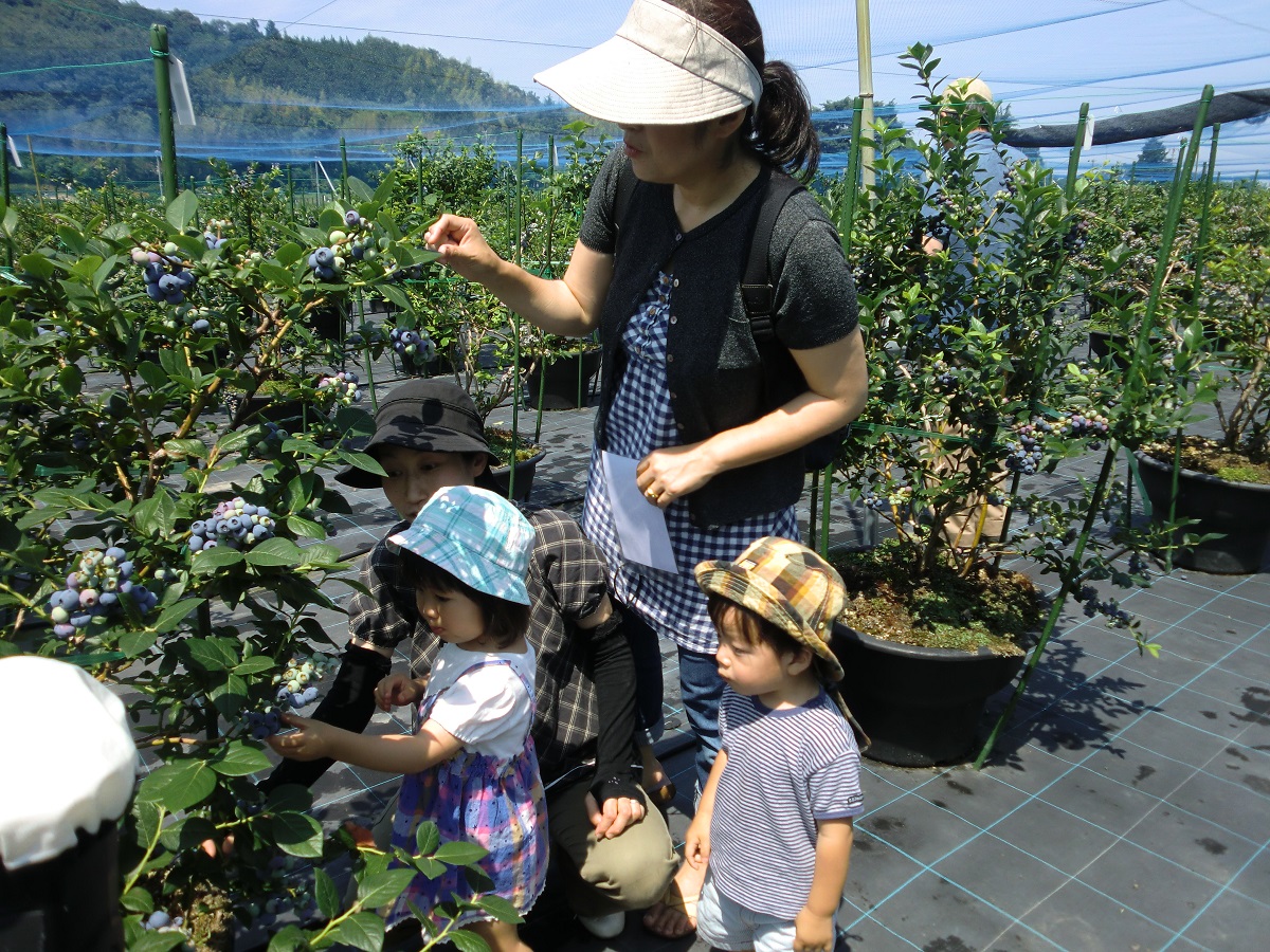 蓝莓农园冈崎　摘蓝莓
