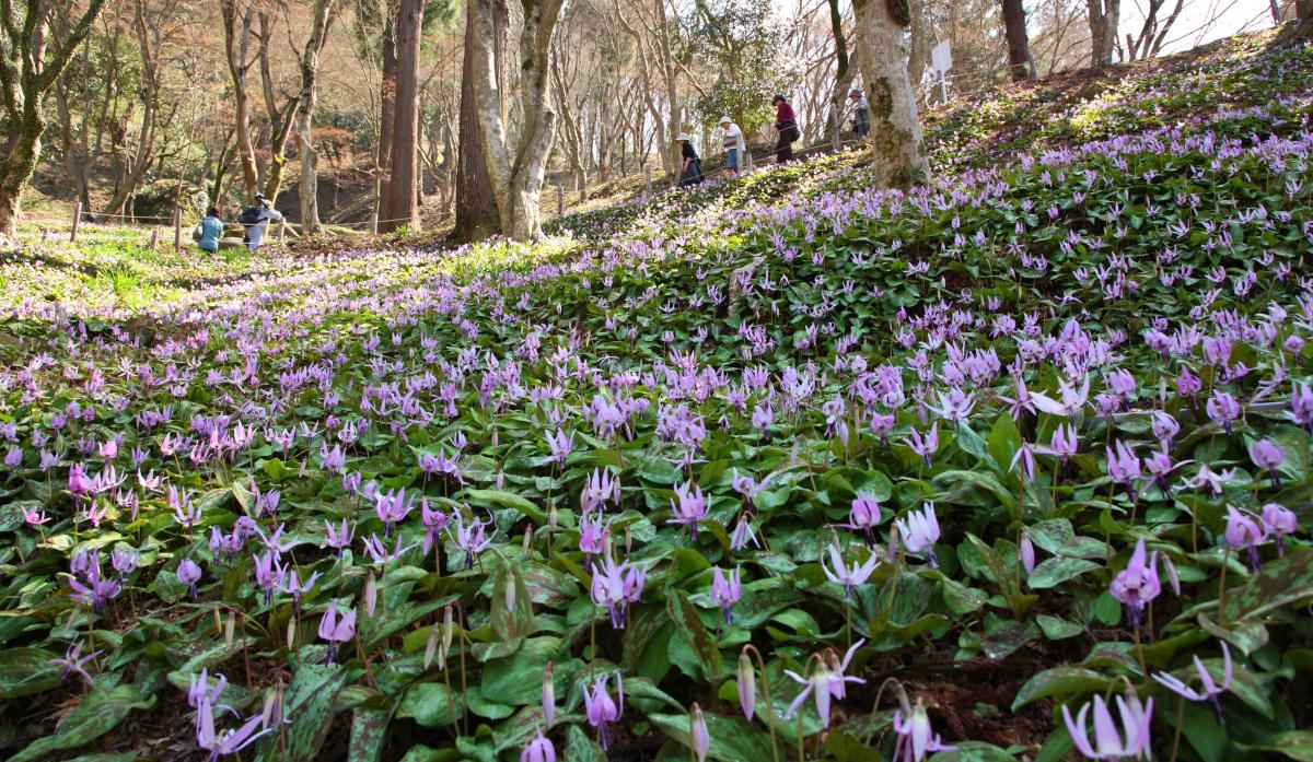 Katakuri Asian Fawnlily Colony of Asuke