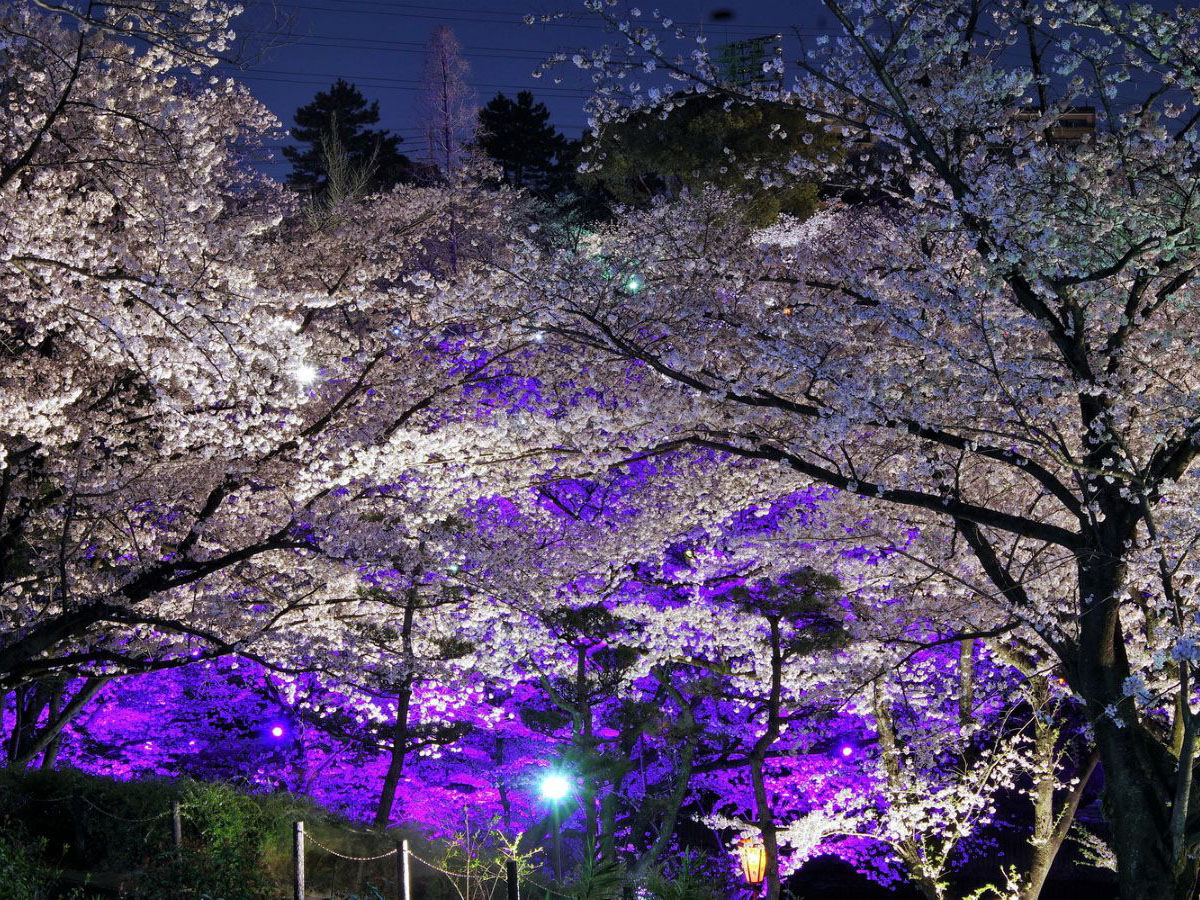大池公園櫻花節
