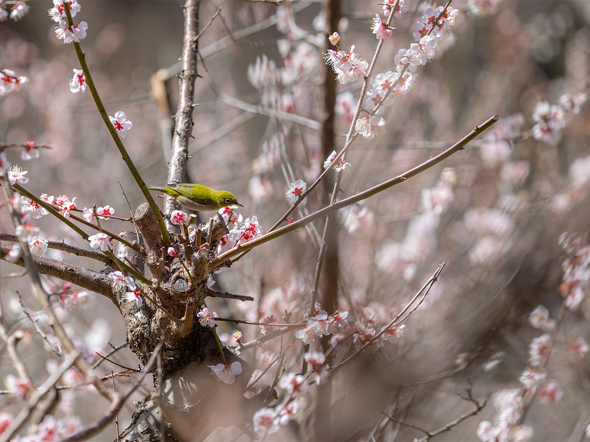 赤塚山公園梅花節