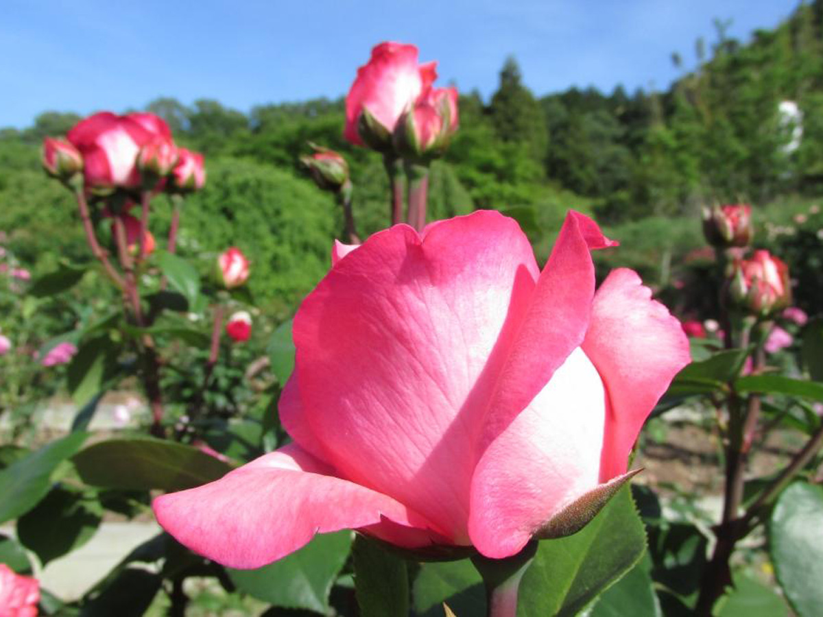 Peak rose season at Okutono Jinya