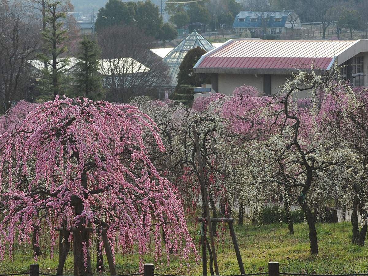 垂枝梅节・农业中心 dela农场