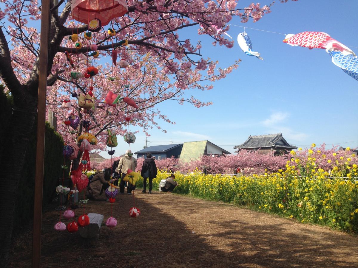 免々田川油菜花和樱花节