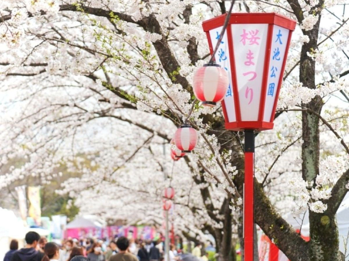 大池公園櫻花節