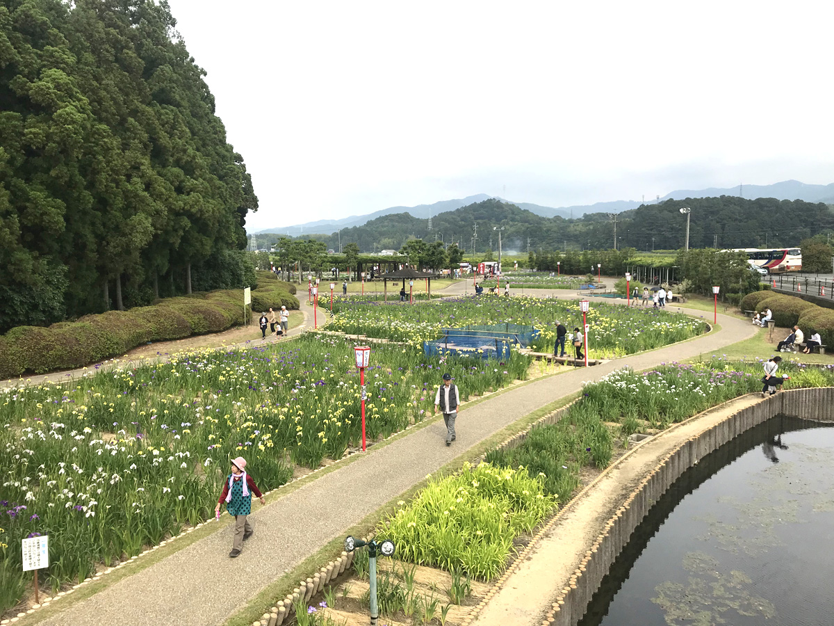 贺茂菖蒲园　花菖蒲节