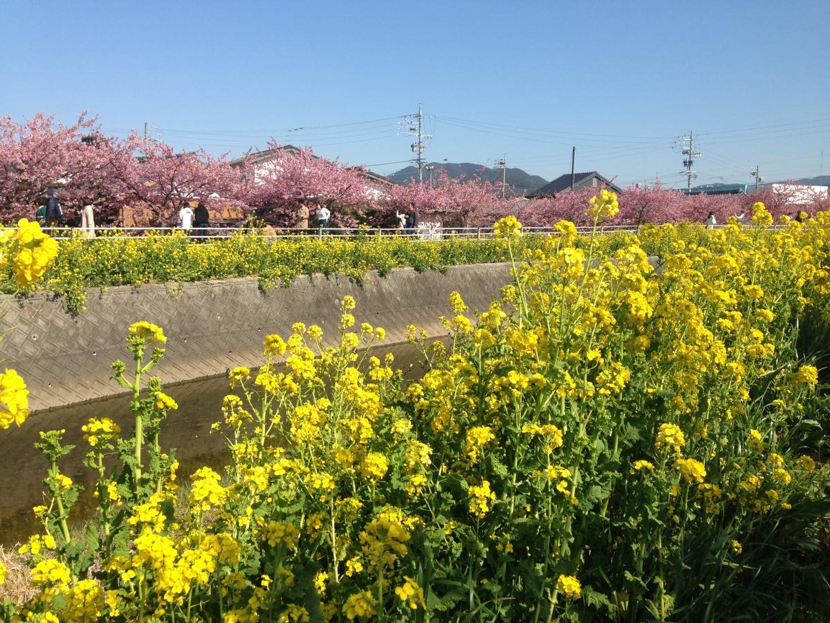 免々田川油菜花和樱花节