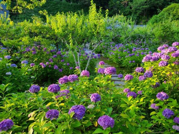 本光寺紫阳花节