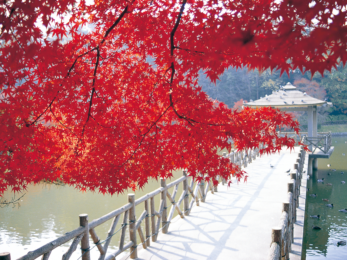 东公园 红叶节