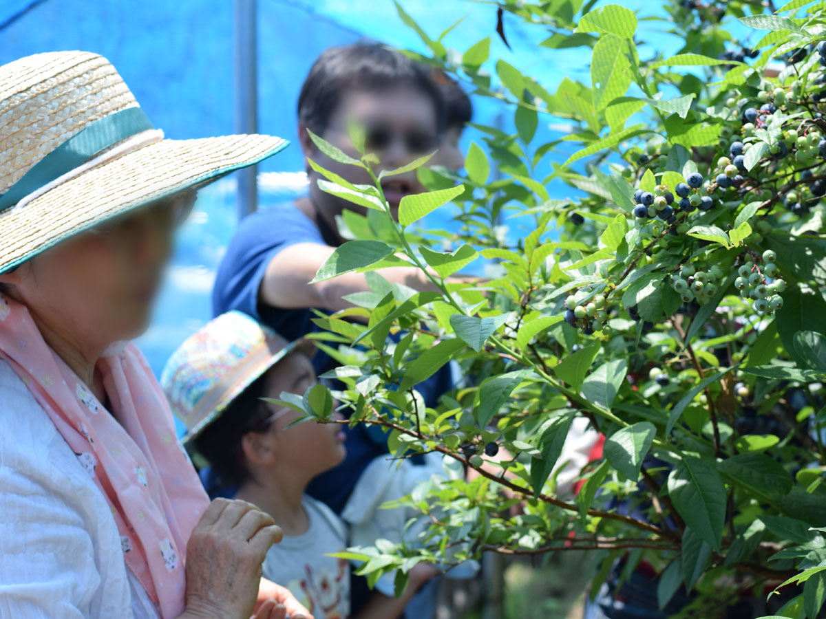 綠色舞台花之木農園　觀光摘藍莓