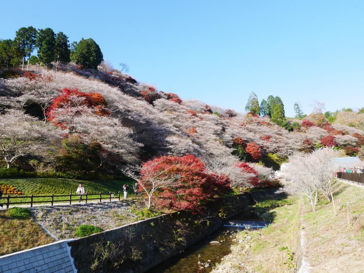 小原四季樱节
