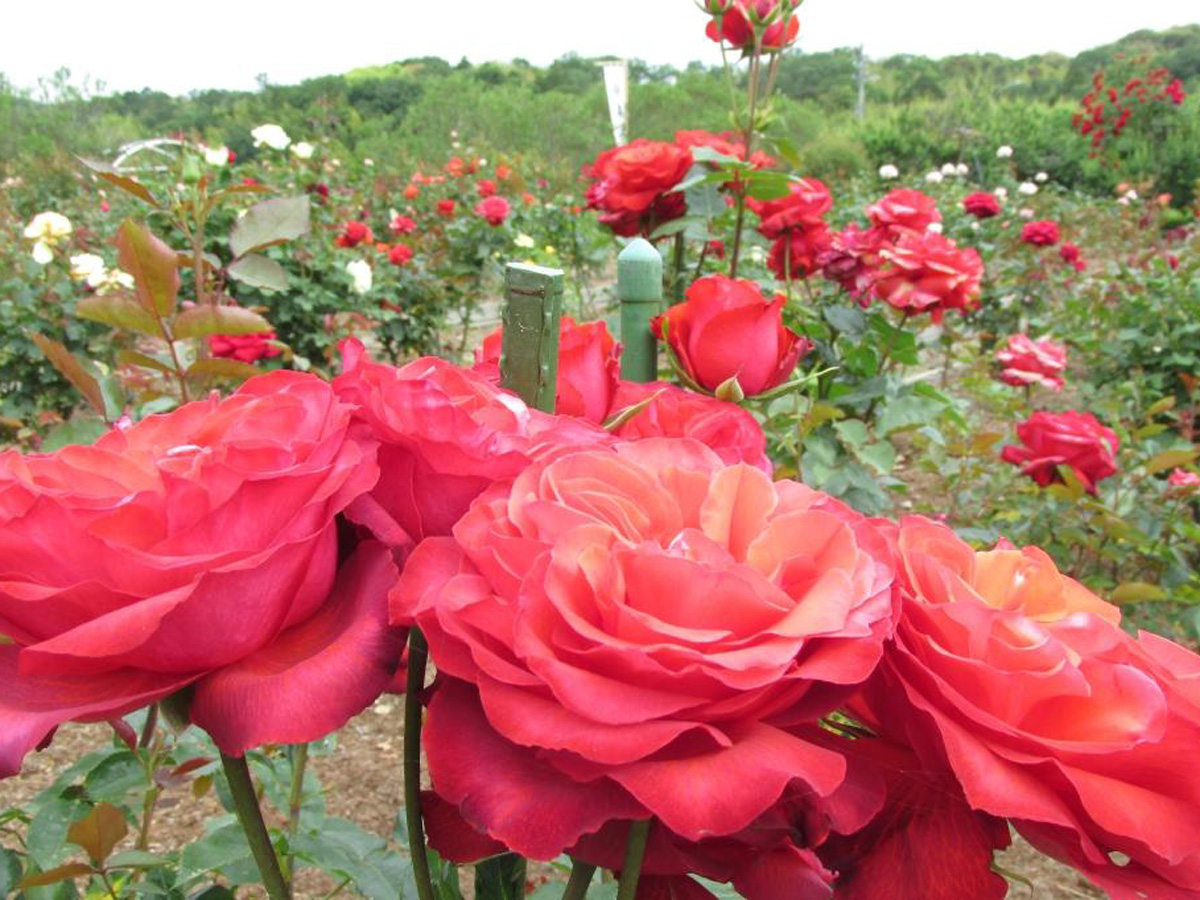 Peak rose season at Okutono Jinya