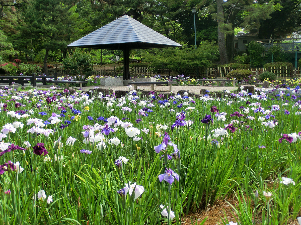 鶴舞公園　RoseFestival　花菖蒲節