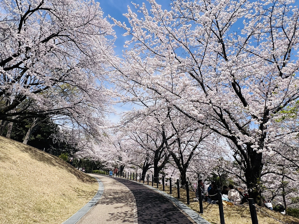 大池公園櫻花節