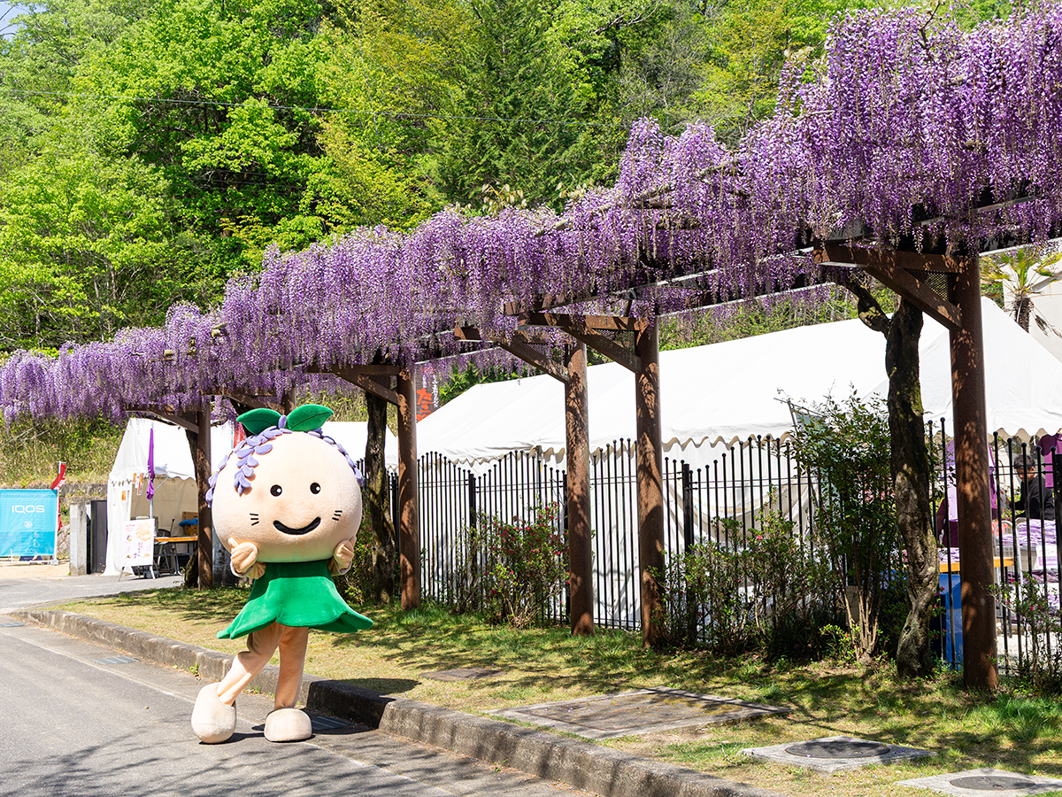 藤花節
