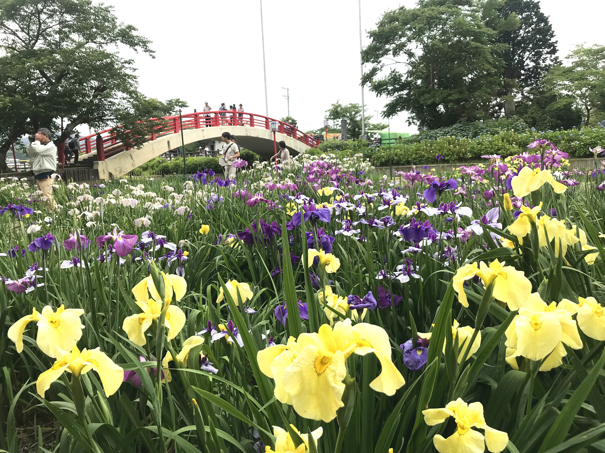 贺茂菖蒲园　花菖蒲节