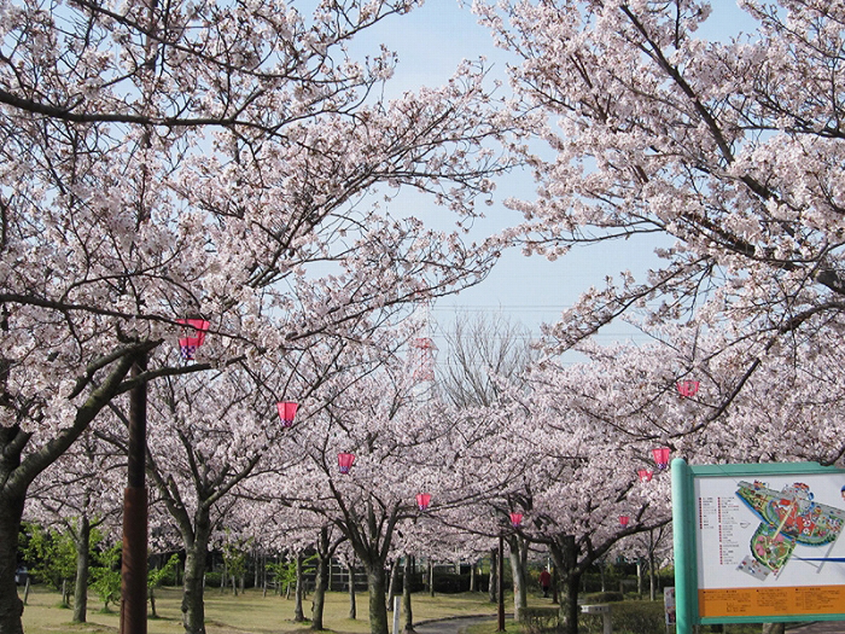 明石公園櫻花節