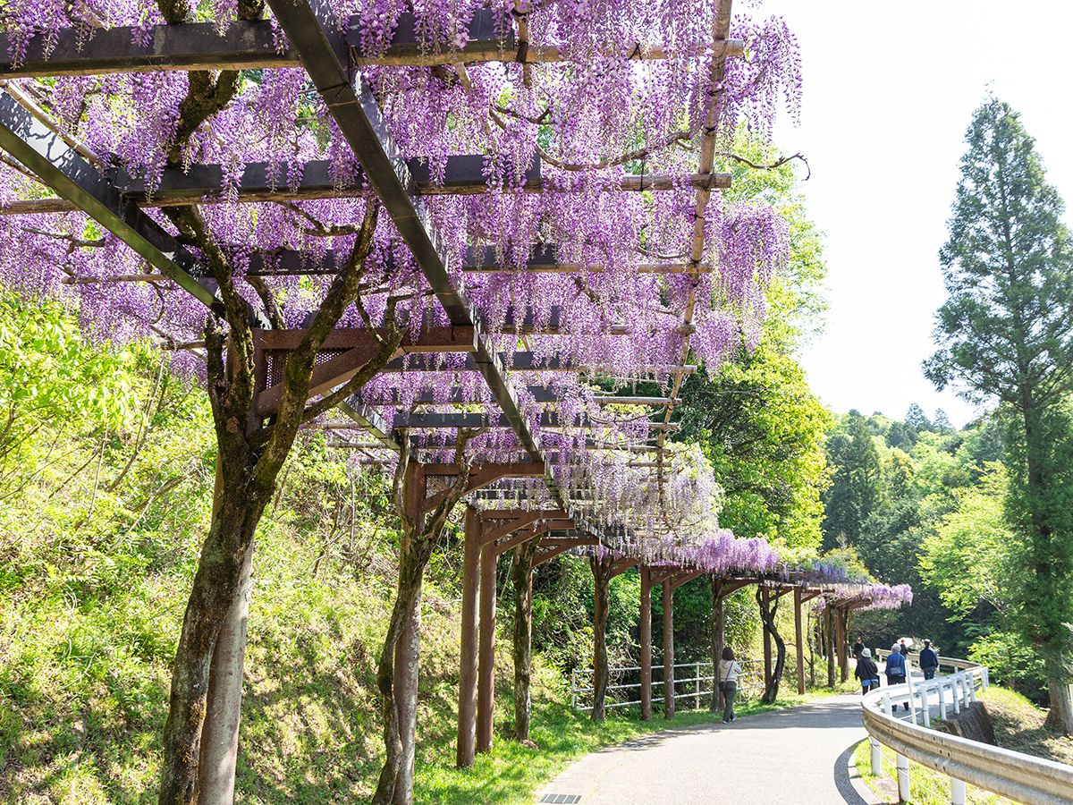 藤花節