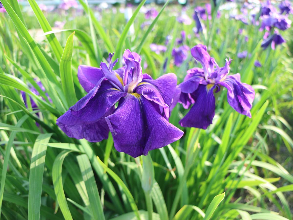 Man'yo Park and Takamatsu Garden's Japanese Iris Festival