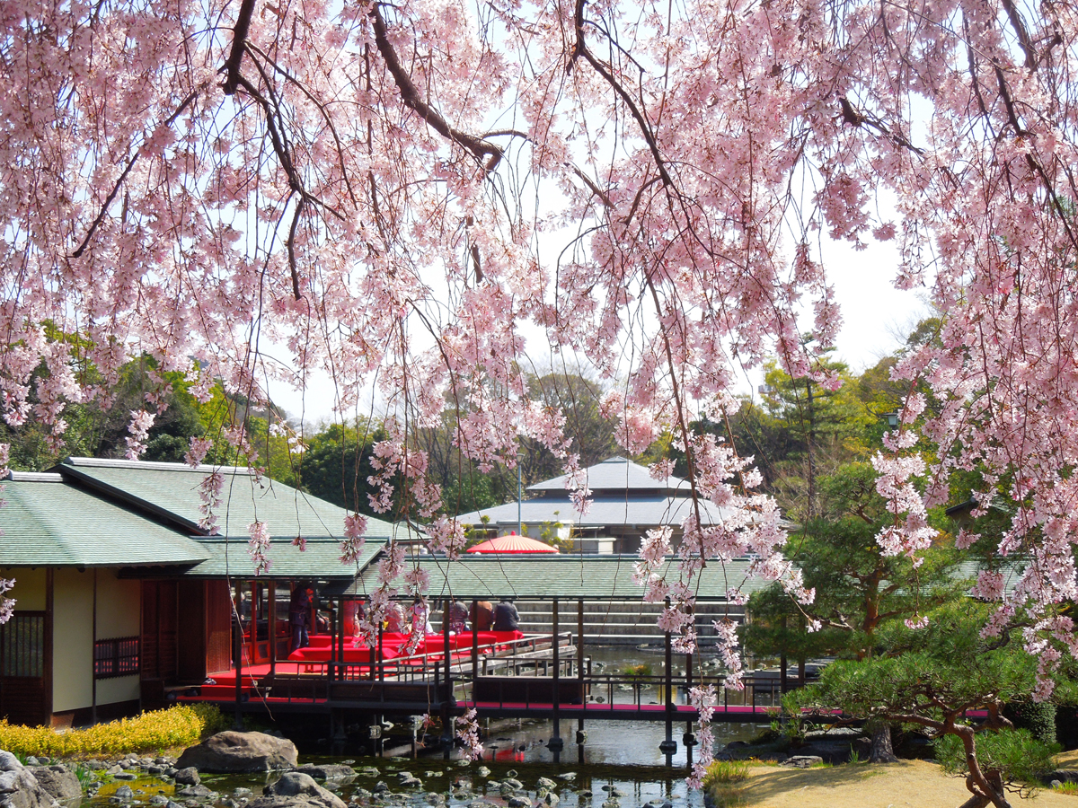 白鳥庭園　觀櫻會