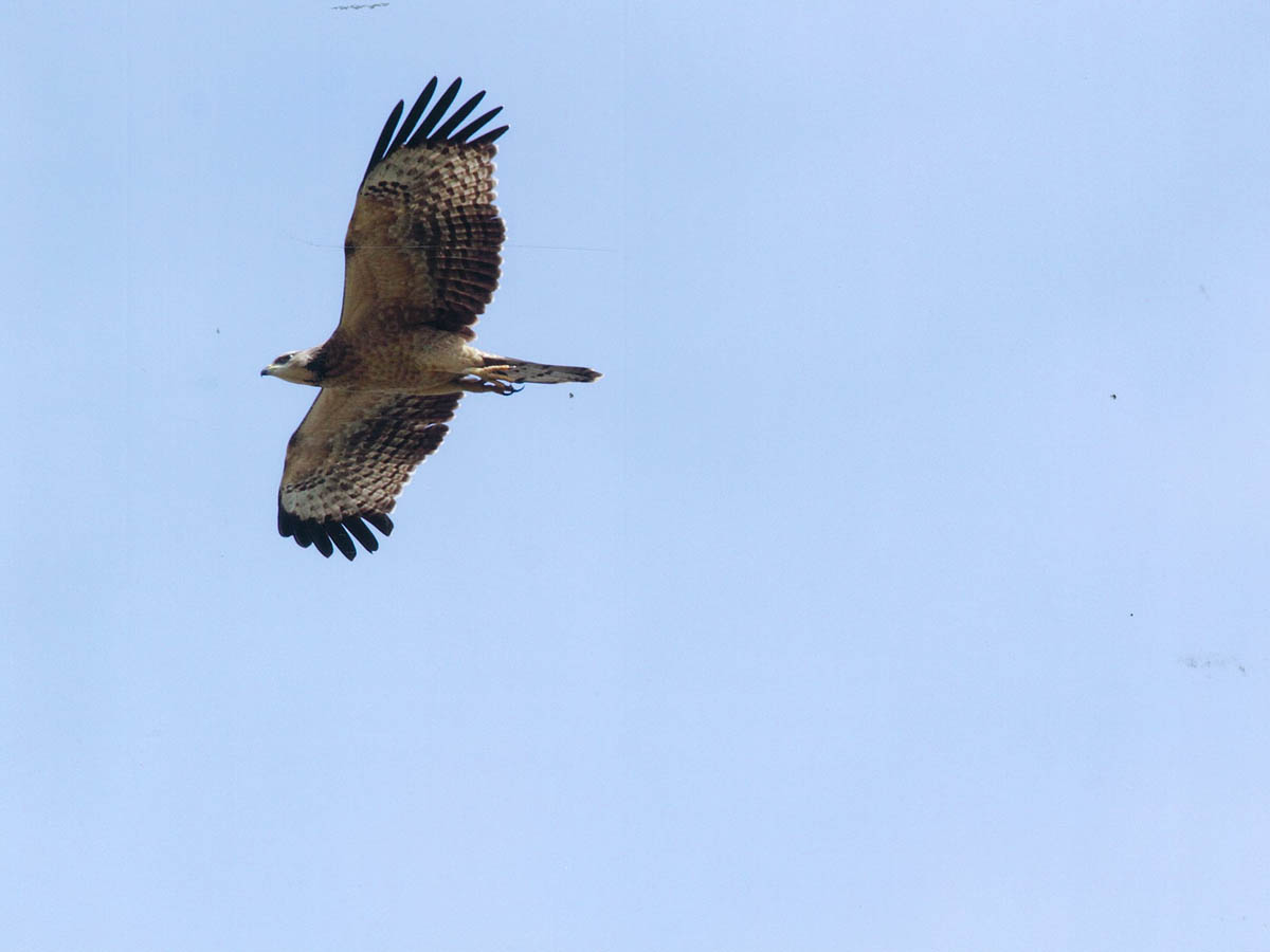 Buzzard migration