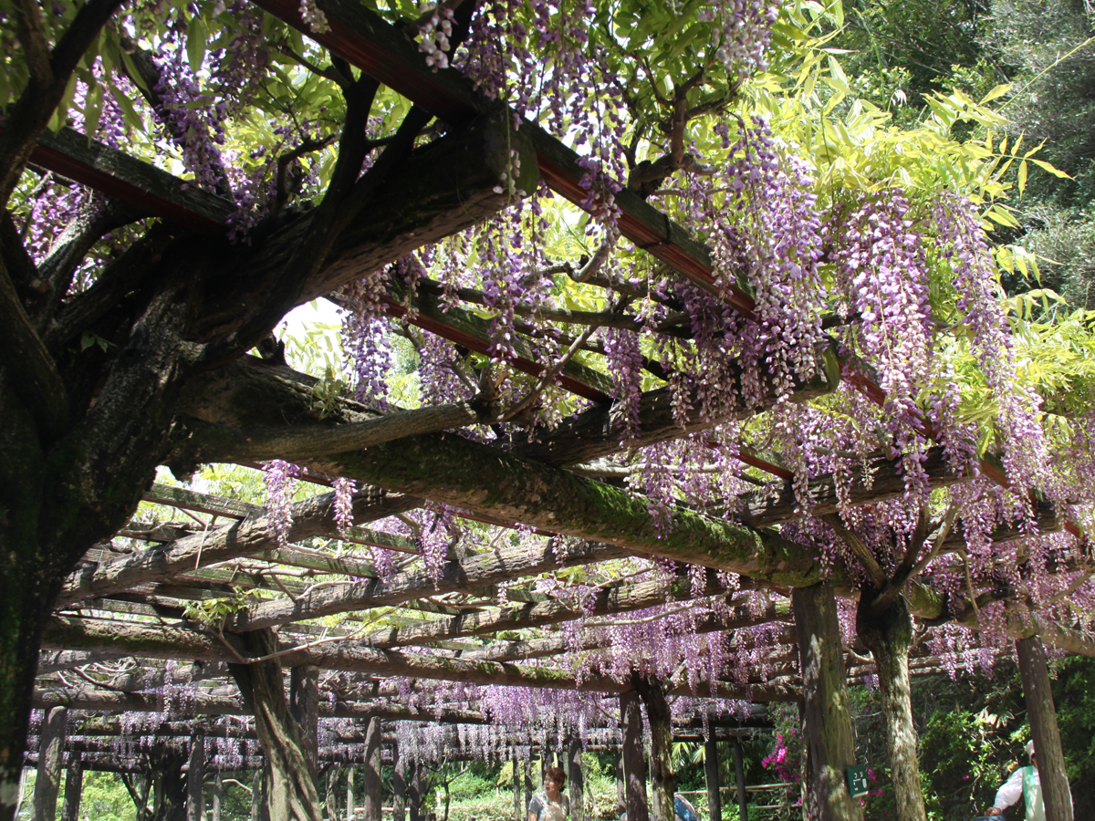 Morizu no Fuji Wisteria Viewing Party