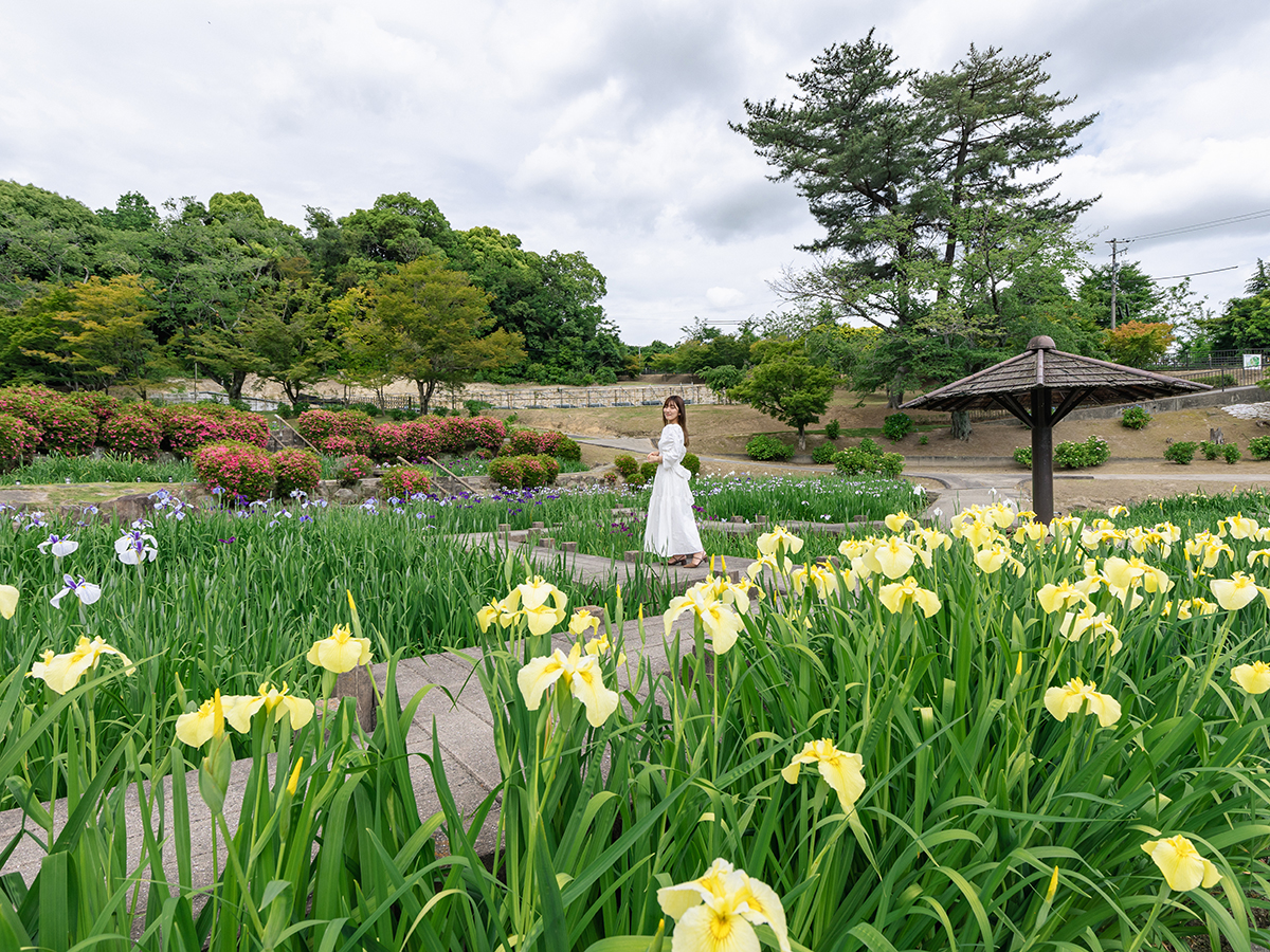 東公園 花菖蒲節