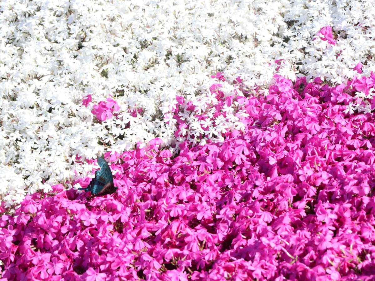 Mt. Chausu Highland Creeping Phlox Festival