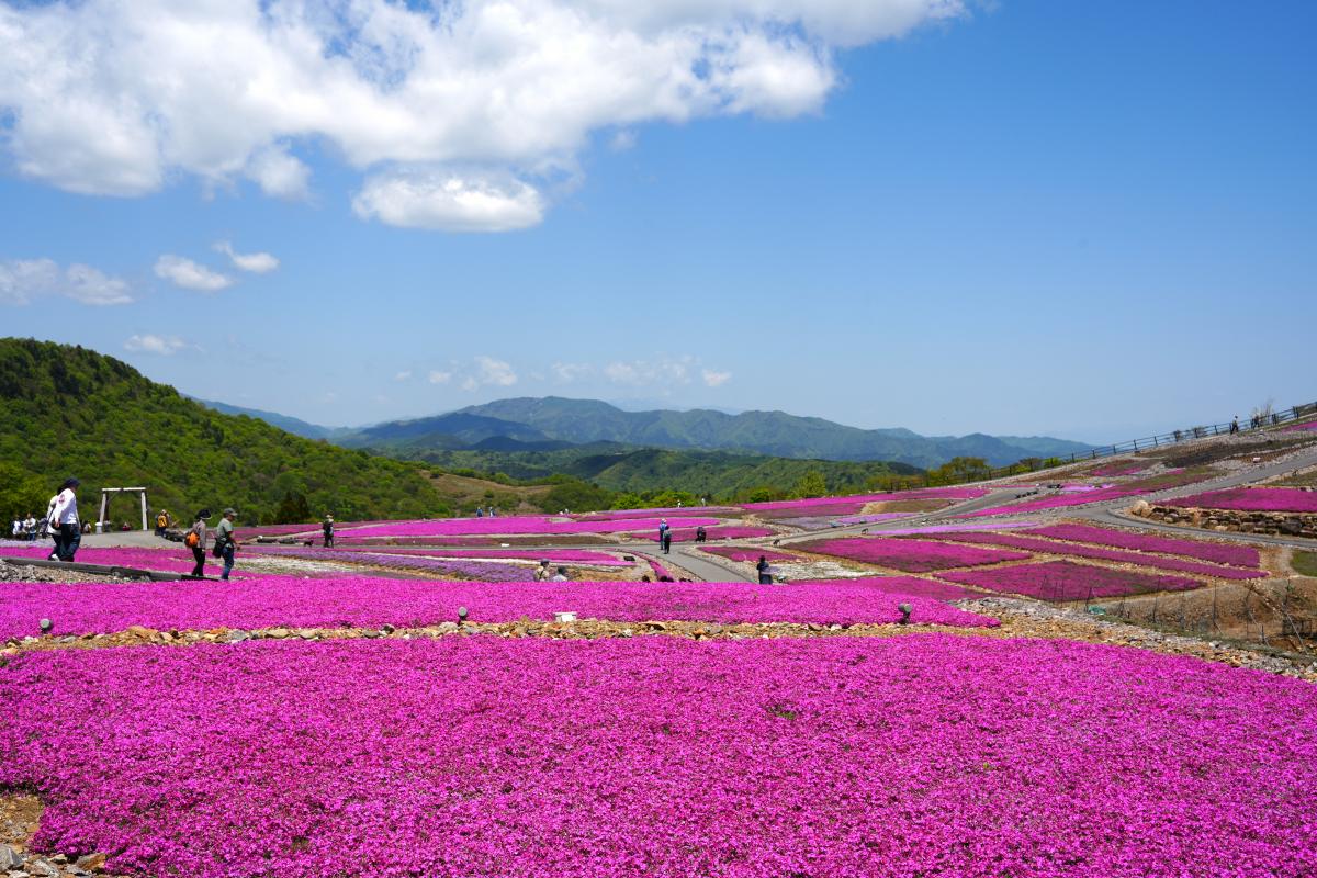 Mt. Chausu Highland Creeping Phlox Festival