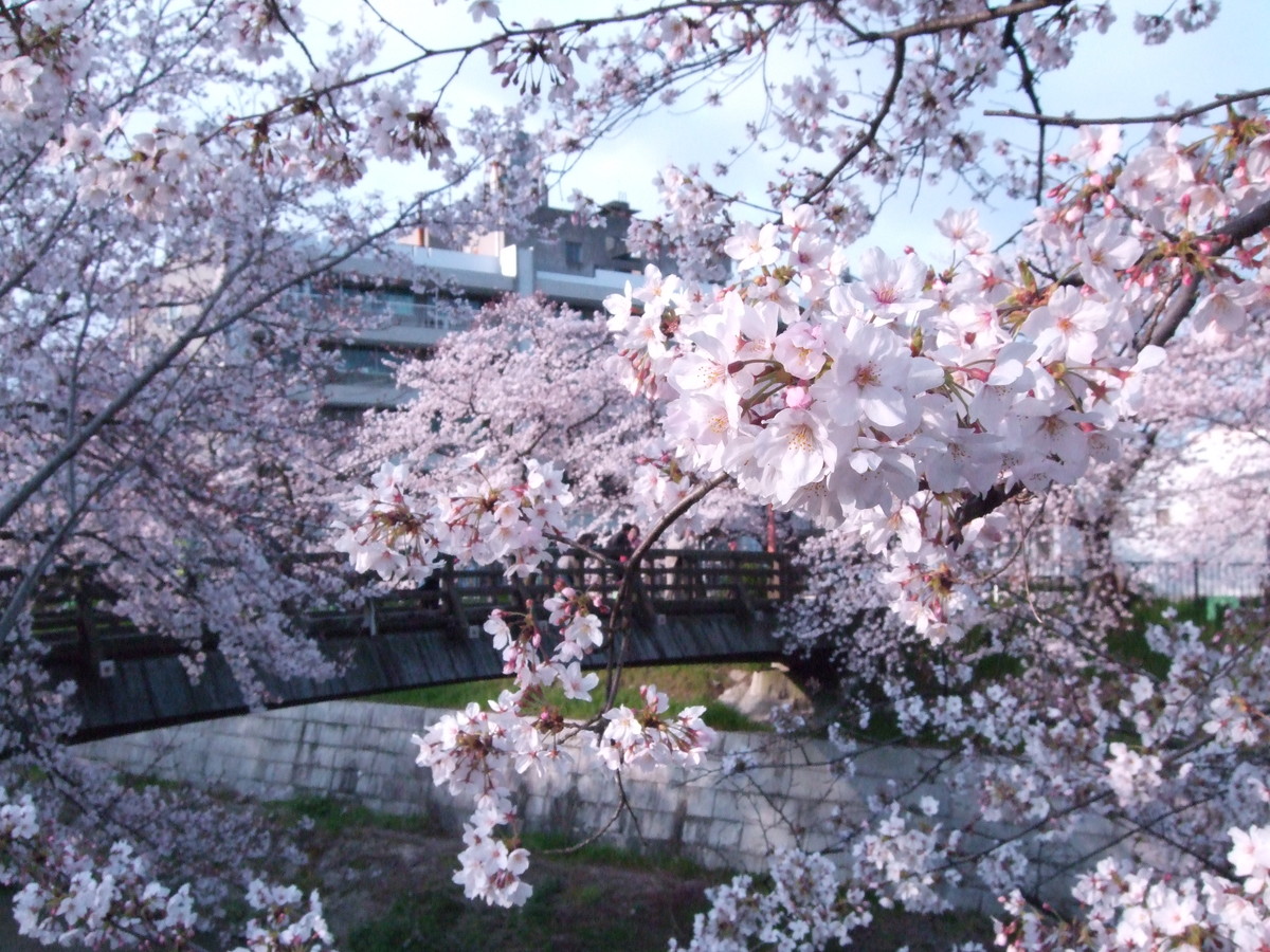 Yamazaki River Cherry Blossoms